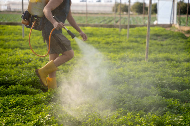 Best Local Pest Control Services  in Neptune Beach, FL