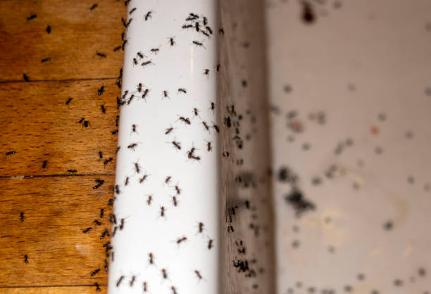 Professional Pest Control in Neptune Beach, FL